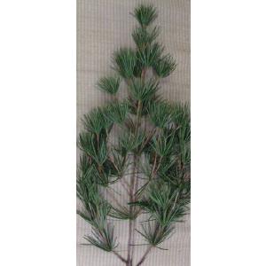 高野槇（コウヤマキ） 芯10(S) 切花/約1m 枝ぶり少な目こう