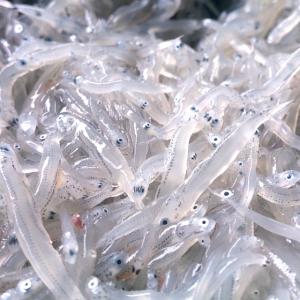 生しらす 駿河湾産お刺身しらす 冷凍の詳細画像1