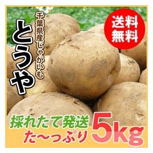新じゃが　じゃがいも　とうや　5ｋｇ（ＭＬサイズ混合）