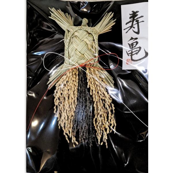 国産 亀のしめ飾り　通常の一番人気サイズ