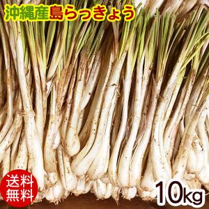 島らっきょう 生 1kg（2026年度産 新物入荷） /沖縄 伊江島産 : 沖縄