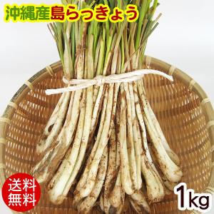 伊江島の島らっきょう 沖縄産（生）1kg｜maasanichi