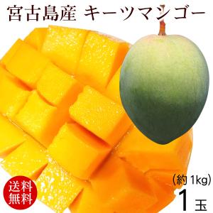 沖縄産キーツマンゴー 1玉 （約1kg）｜maasanichi