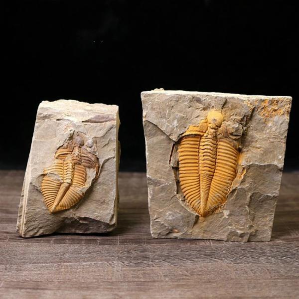 三葉虫 化石 石標 教育標本 コレクション 科学 インテリア 置き物 カブトムシ