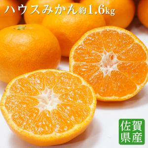 送料無料 佐賀県産 唐津 ハウスみかんS-Mサイズ 約1.6kg みかん みかん 糖度 ハウスミカン 贈答 プレゼント｜machika