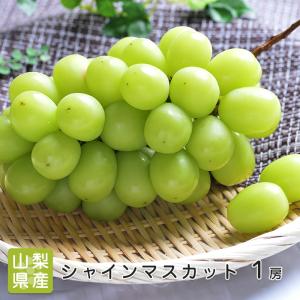 皮ごと食べれる  長野県産 シャインマスカット 1房 約550g-600g マスカット 種なし ギフト お中元｜machika