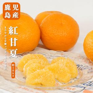 送料無料 鹿児島県産 紅甘夏 7-10玉 約3kg 甘夏みかん 甘夏 贈答用