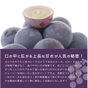 送料無料 岡山 山梨県産 種なしピオーネ 1房...の詳細画像2