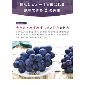 送料無料 岡山 山梨県産 種なしピオーネ 1房...の詳細画像4