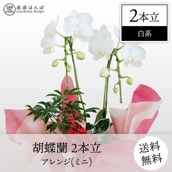 胡蝶蘭　コチョウラン　2本立・アレンジ　白系　ミニ　/胡蝶蘭/こちょうらん/コチョウラン