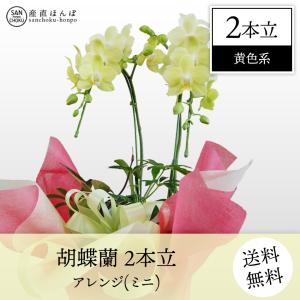胡蝶蘭　コチョウラン　2本立・アレンジ　黄色系　ミニ　/胡蝶蘭/こちょうらん/コチョウラン　