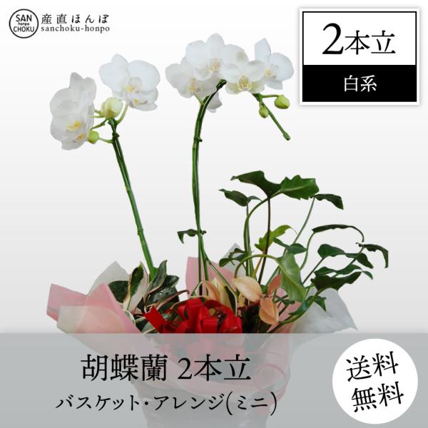 胡蝶蘭　コチョウラン　2本立・パケット・アレンジ　白系　ミニ　/胡蝶蘭/こちょうらん/コチョウラン