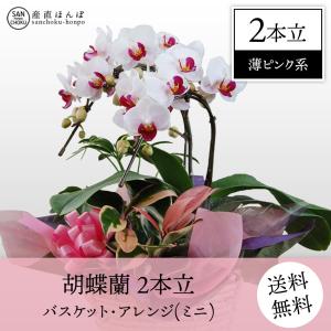 胡蝶蘭　2本立・パケット・アレンジ　薄ピンク系　ミニ　/胡蝶蘭/こちょうらん/コチョウラン