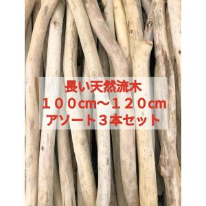 枝流木 100cm以上120cm未満 3本セット 南信州アルプス天然流木 格安アソート 長い流木 まとめ売り