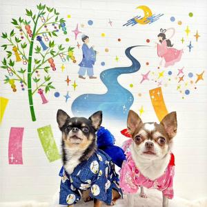 壁紙 おしゃれ 七夕 ウォールステッカー キラキラ天の川 飾り 3枚組 夏 笹 竹 最安値 価格比較 Yahoo ショッピング 口コミ 評判からも探せる