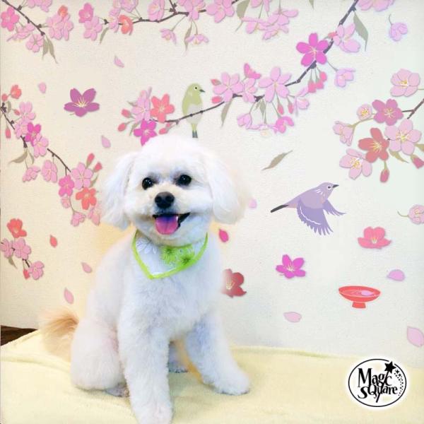 ウォールステッカー はがせる 壁 シール ステッカー 壁紙 大きい 飾り 飾りつけ おしゃれ 北欧 ...