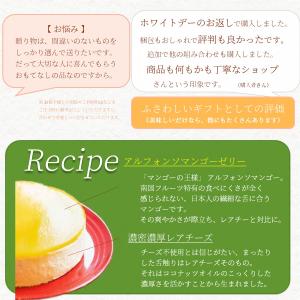 マンゴー 4号 5号 リボンラッピングタイプ ...の詳細画像2