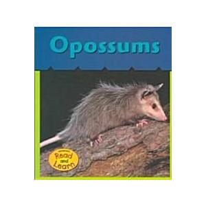 Opossums (Paperback)