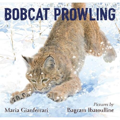 Bobcat Prowling (Hardcover)