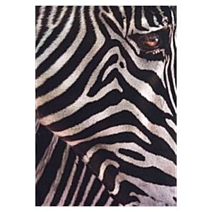 100 Best in Photography 2011 (Hardcover)