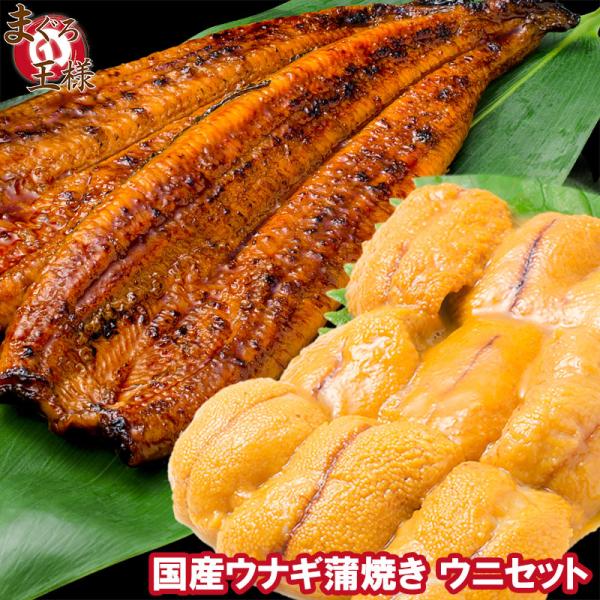 うにうなぎセット ＜竹＞ 特大国産うなぎ蒲焼き 平均165g前後×2尾 生ウニ 100g タレ付き ...