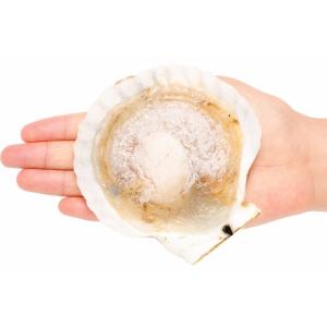 お中元 ホタテ ほたて 特大 片貝ほたて 20...の詳細画像4