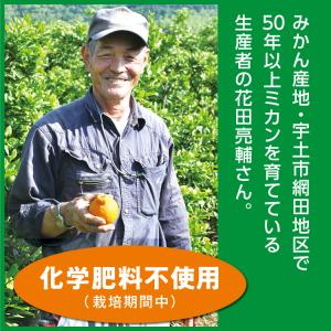 みかん 不知火 デコポン 5kg 訳あり 家庭...の詳細画像2