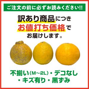 みかん 不知火 デコポン 5kg 訳あり 家庭...の詳細画像3