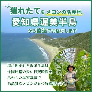 メロン マスクメロン 渥美半島 1玉 1.2k...の詳細画像2