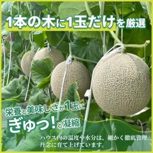 メロン マスクメロン 渥美半島 1玉 1.2k...の詳細画像3