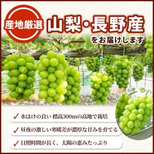シャインマスカット 秀品 大房1.2kg (2...の詳細画像1