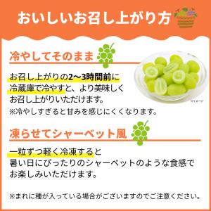 シャインマスカット 秀品 大房1.2kg (2...の詳細画像4