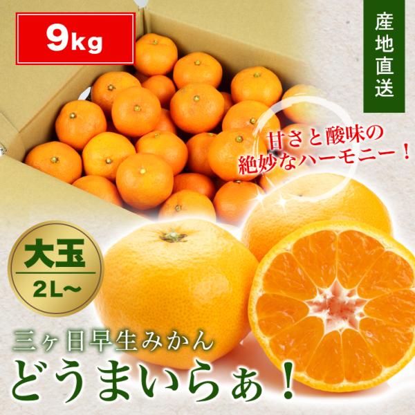 贈答用 三ヶ日 早生 みかん 9kg どうまいらぁ！ 大玉 みかん 送料無料 2L 三ヶ日みかん み...