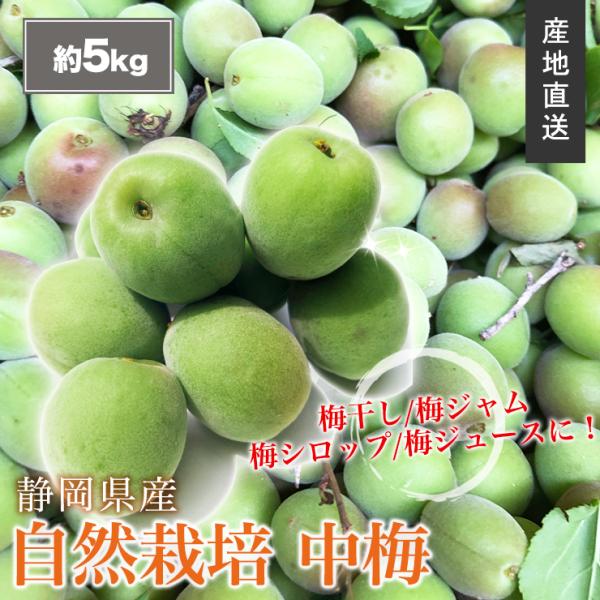 静岡県産 自然栽培 生 中梅 約 5kg サイズ不揃い 送料無料 産地直送 農家直送 5キロ 静岡県...
