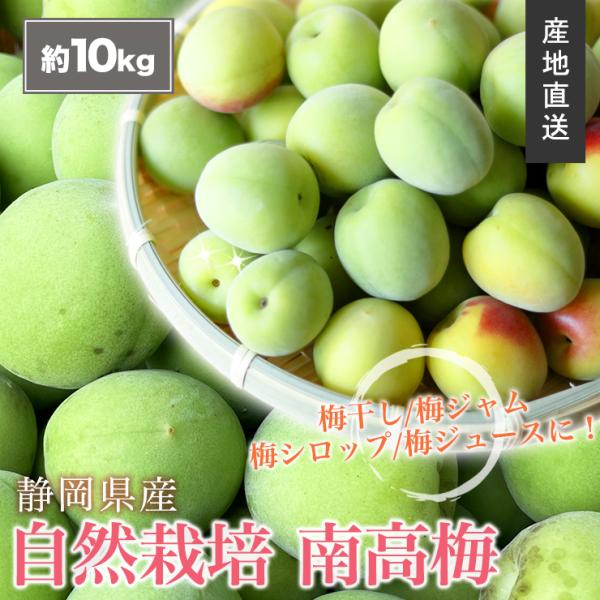 静岡県産 自然栽培 生 南高梅 約 10kg サイズ不揃い 送料無料 産地直送 農家直送 10キロ ...