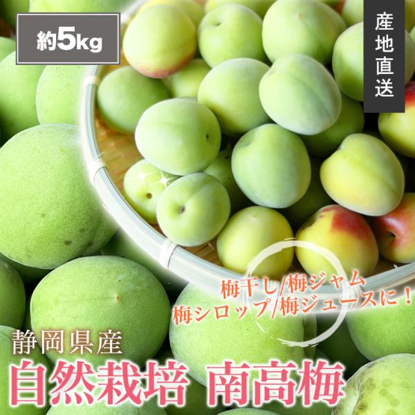 静岡県産 自然栽培 生 南高梅 約 5kg サイズ不揃い 送料無料 産地直送 農家直送 5キロ 静岡...