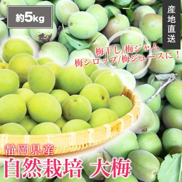 静岡県産 自然栽培 生 大梅 約 5kg サイズ不揃い 送料無料 産地直送 農家直送 10キロ 静岡...