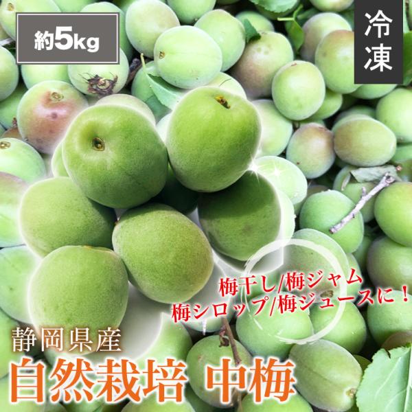 【 冷凍 】静岡県産 自然栽培 生 中梅 約 5kg サイズ不揃い 送料無料 産地直送 農家直送 5...