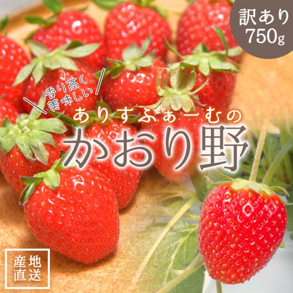 【 訳あり 】 いちご かおり野 ありすふぁーむ 約750g 送料無料 訳アリ ありすふぁーむ 静岡...