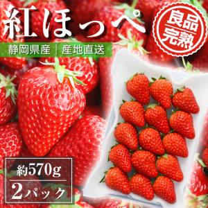 朝採れ いちご 紅ほっぺ 約 570g ( 18 ~ 30玉入り ) 農家 直送 静岡 苺 イチゴ 取り寄せ 農家直送 静岡県 果物 フルーツ 自宅用 美味しい 家庭用 産地直送