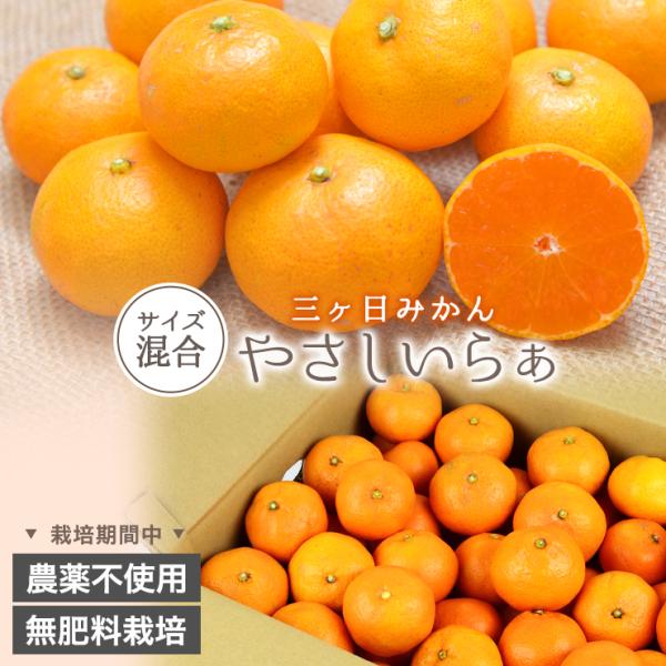 秀品 栽培期間中農薬不使用 無肥料 三ヶ日 みかん 4kg 送料無料 無農薬 やさしいらぁ サイズ不...