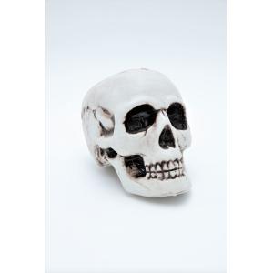 等身大　ガイコツ　スカル 等身大骸骨 全身 スケルトン 骨 : パーティークラフト専門 メジャモ