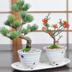 有度山 赤 絵鉢 長方 www.srg.az