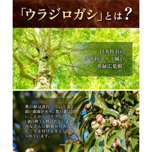 ウラジロガシ茶【ブランド累計60万袋】国産 テ...の詳細画像3
