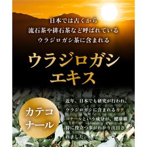 ウラジロガシ茶【ブランド累計60万袋】国産 テ...の詳細画像4