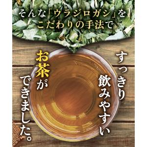 ウラジロガシ茶【ブランド累計60万袋】国産 テ...の詳細画像5
