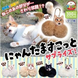 AMUSE アミューズ にゃんたますこっと サプ...の商品画像