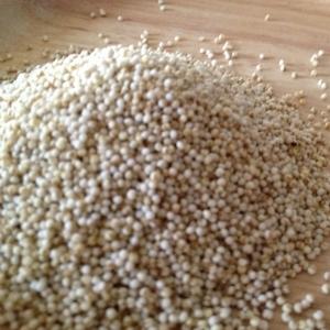 「500g」もちあわ 白あわ 岩手県産 無農薬栽培 雑穀 あわ