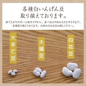 【ゆうパケット送料無料】北海道産 手亡豆 「9...の詳細画像4