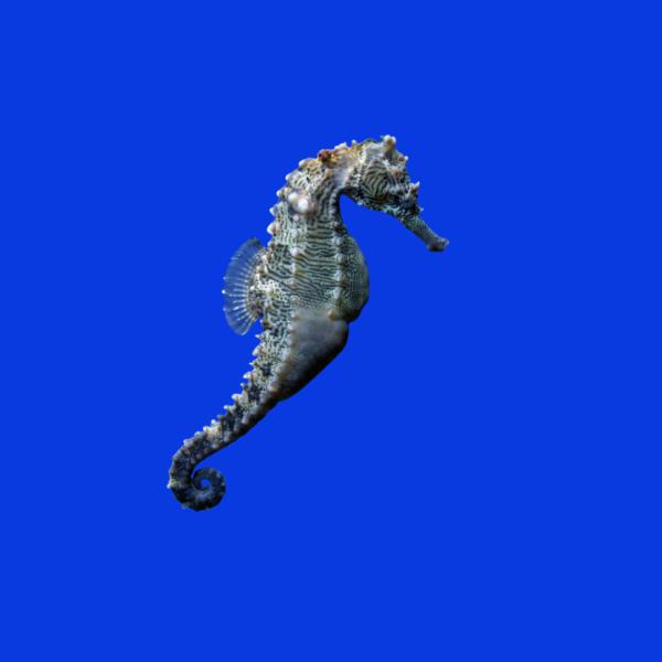 海水魚 タツノオトシゴ ラインドシーホース 7cm± 1匹 【美しい模様】【餌付け済み】